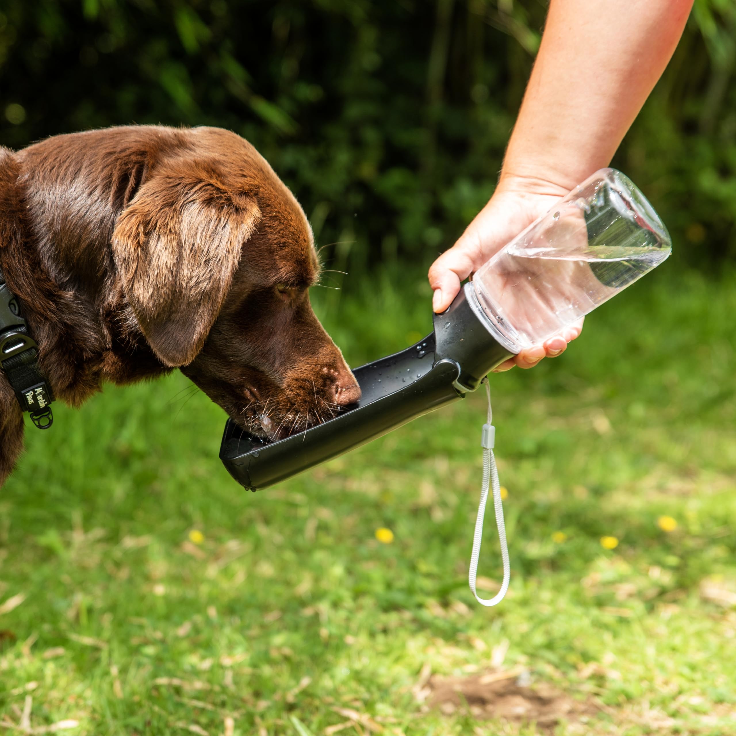 Mountain Paws Folding Dog Water Bottle - 550ml Capacity | BPA-Free | Leak Proof