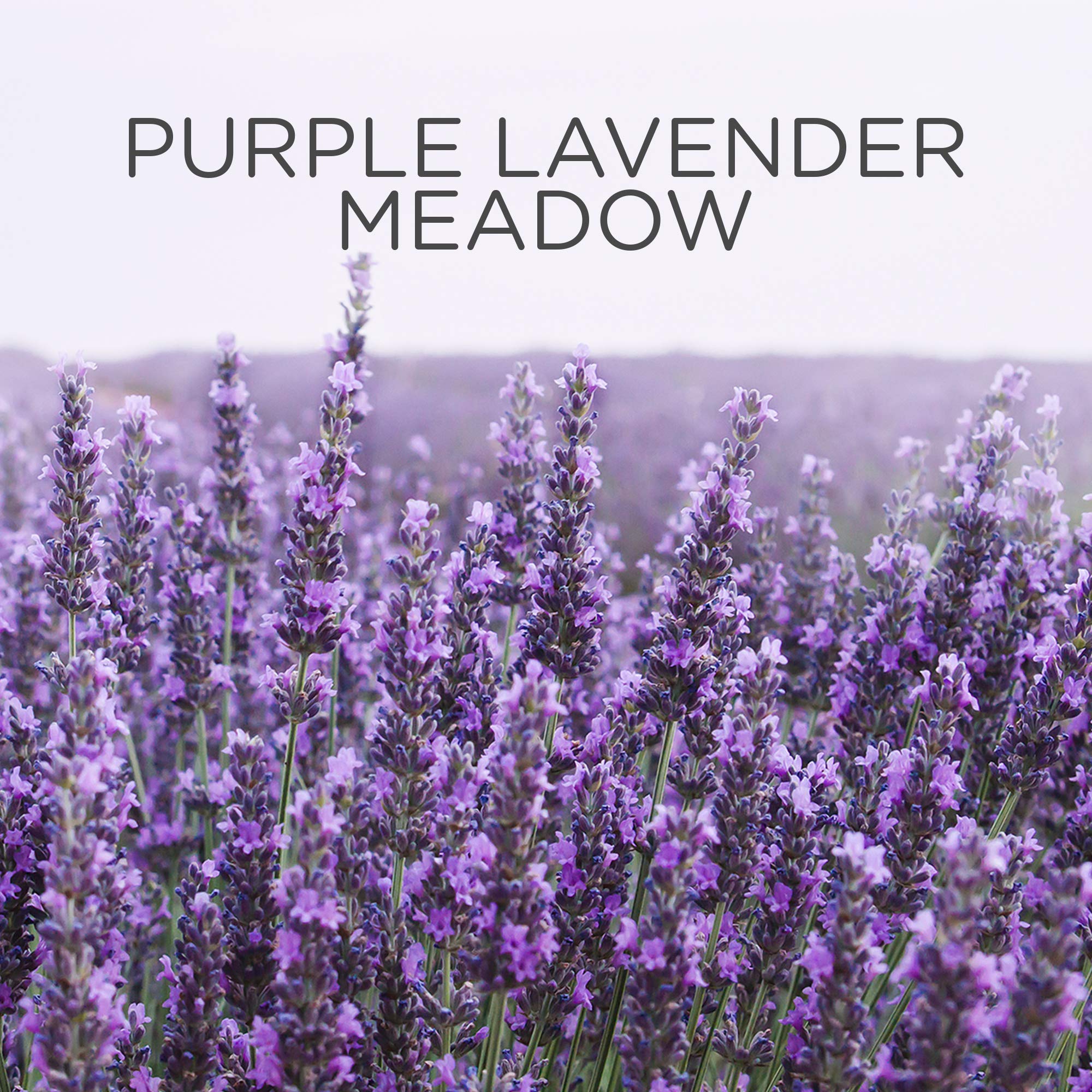 Air Wick - Essential Oils Plug In Refill Air Freshener (Purple Lavender Meadow) 6