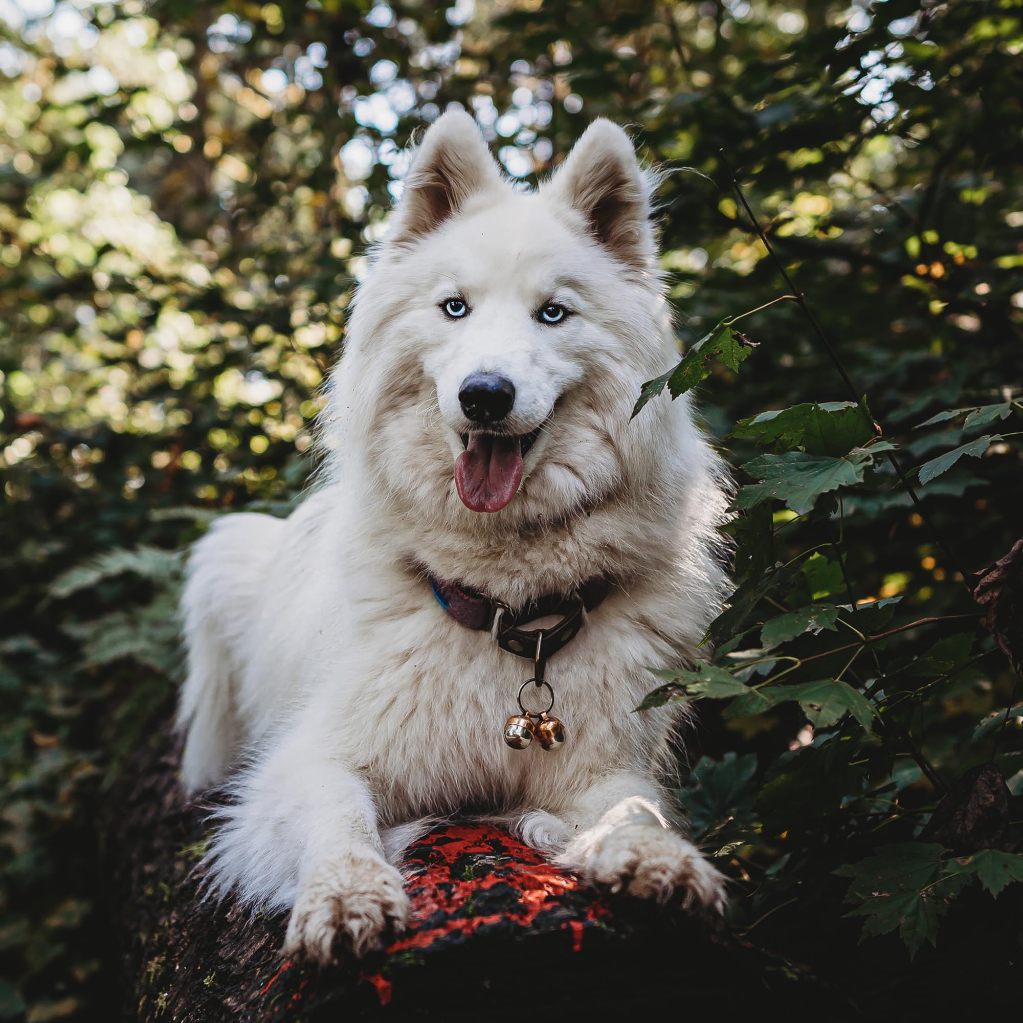 Beau's Bells Copper Pet Bells - 2 Extra Loud Bells | Tracker | Wildlife Protection 3