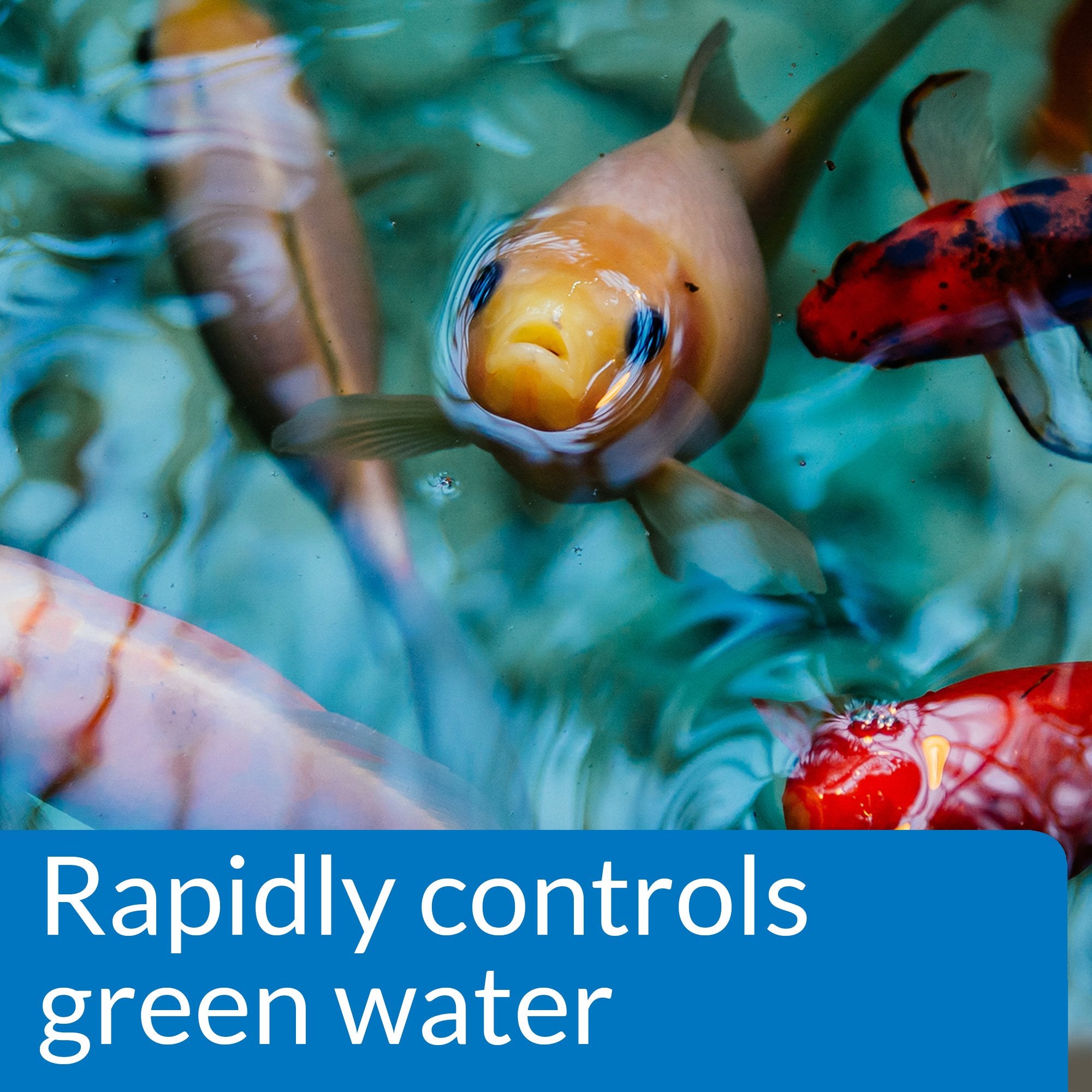 API Pond Algae Cure - Controls Green Water & Prevents Algae Growth | 237 ml Liquid 2