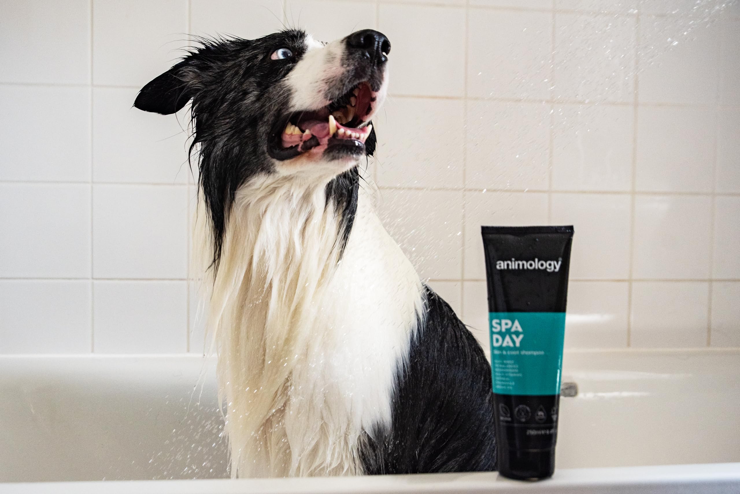 Animology Spa Day Dog Shampoo - 250ml | PH Balanced | Deodorising | Easy Rinse