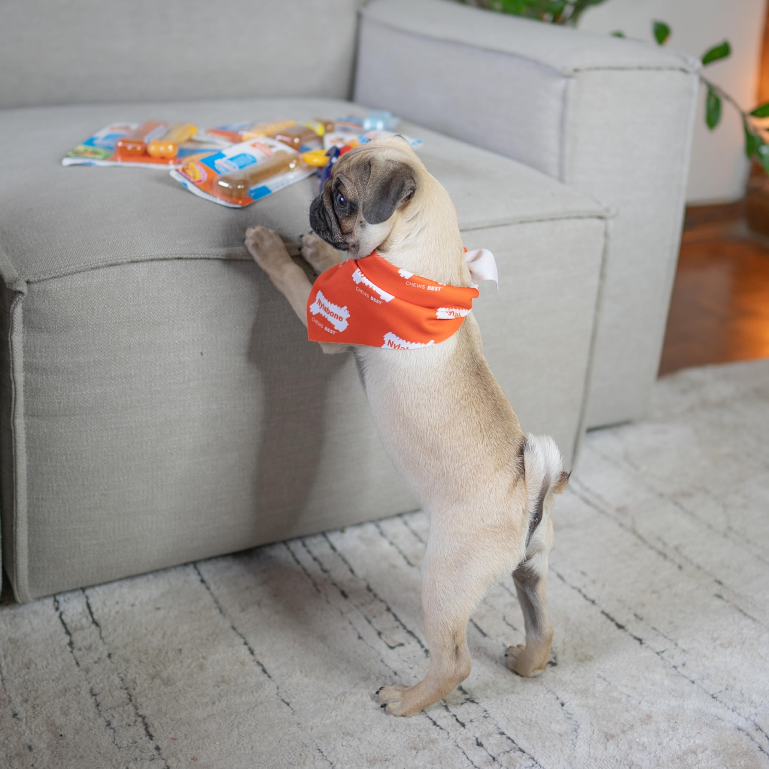 Nylabone Gentle Puppy Chew Toy Bones - Chicken & Peanut Butter Flavour, XS, Up to 7kg (Twin Pack)