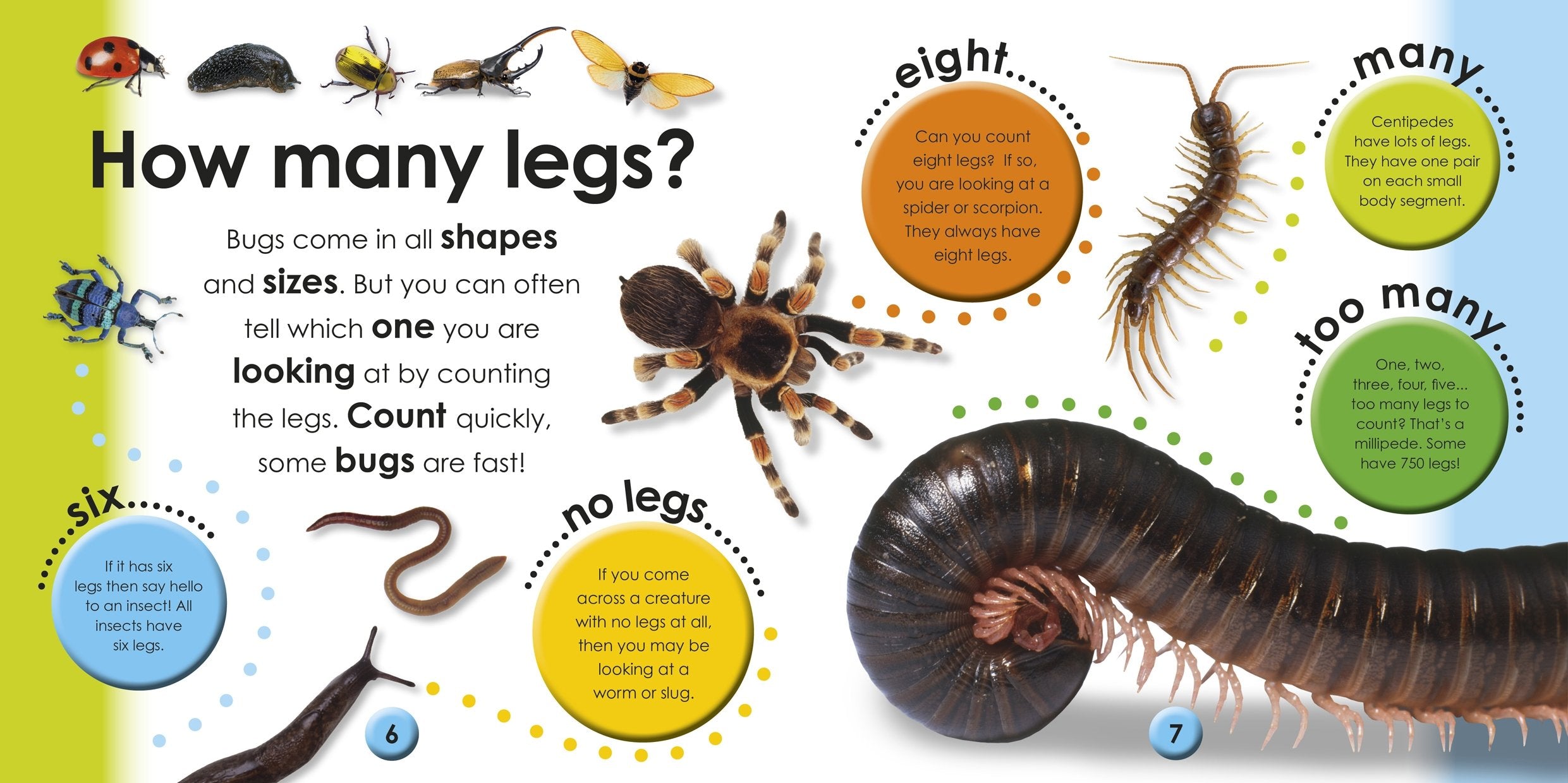 DK First Facts Bugs Reference Book | Hardcover | English | Ages 2-5
