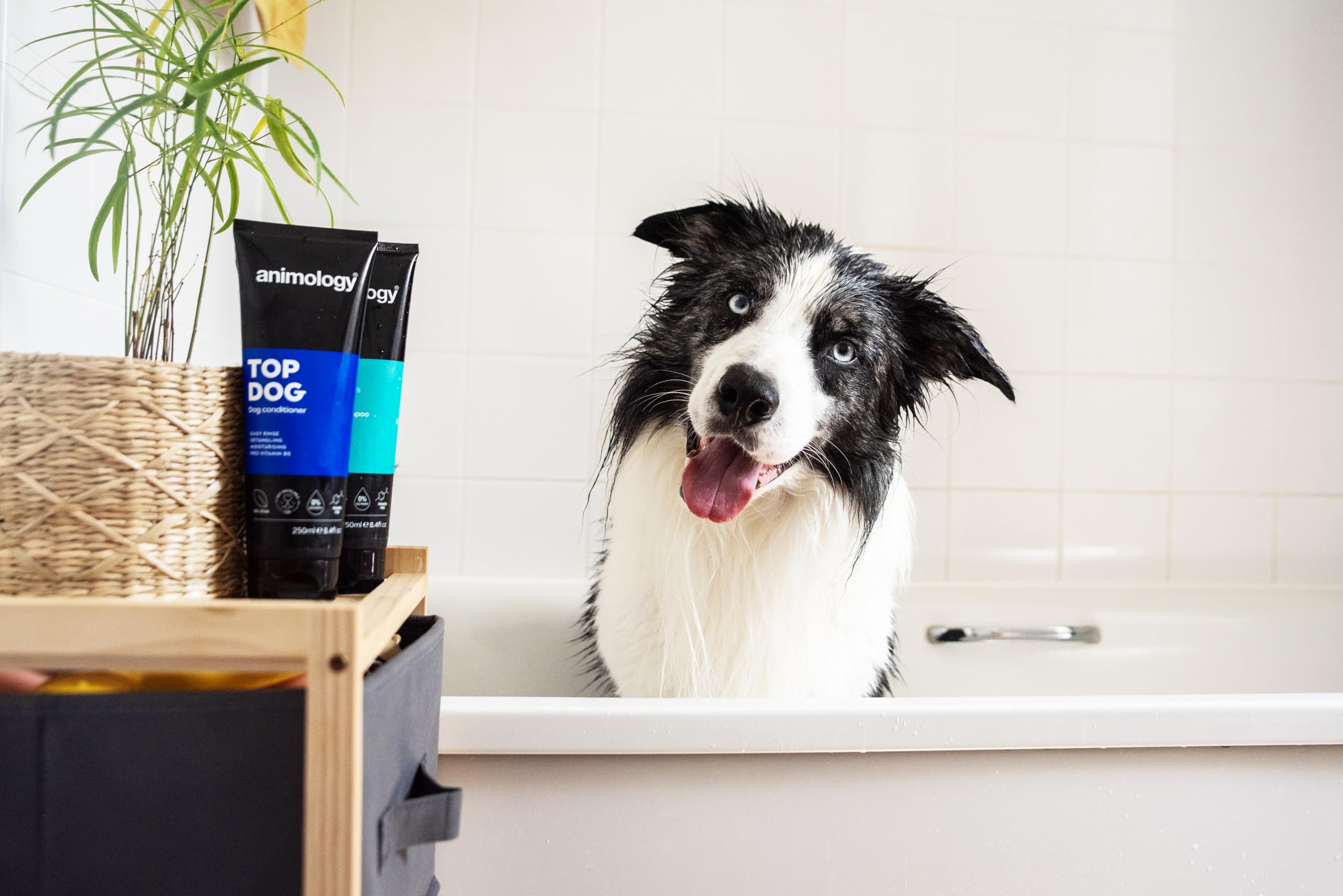 Animology Top Dog Conditioner - Detangling & Moisturising Formula | 250 ml 5