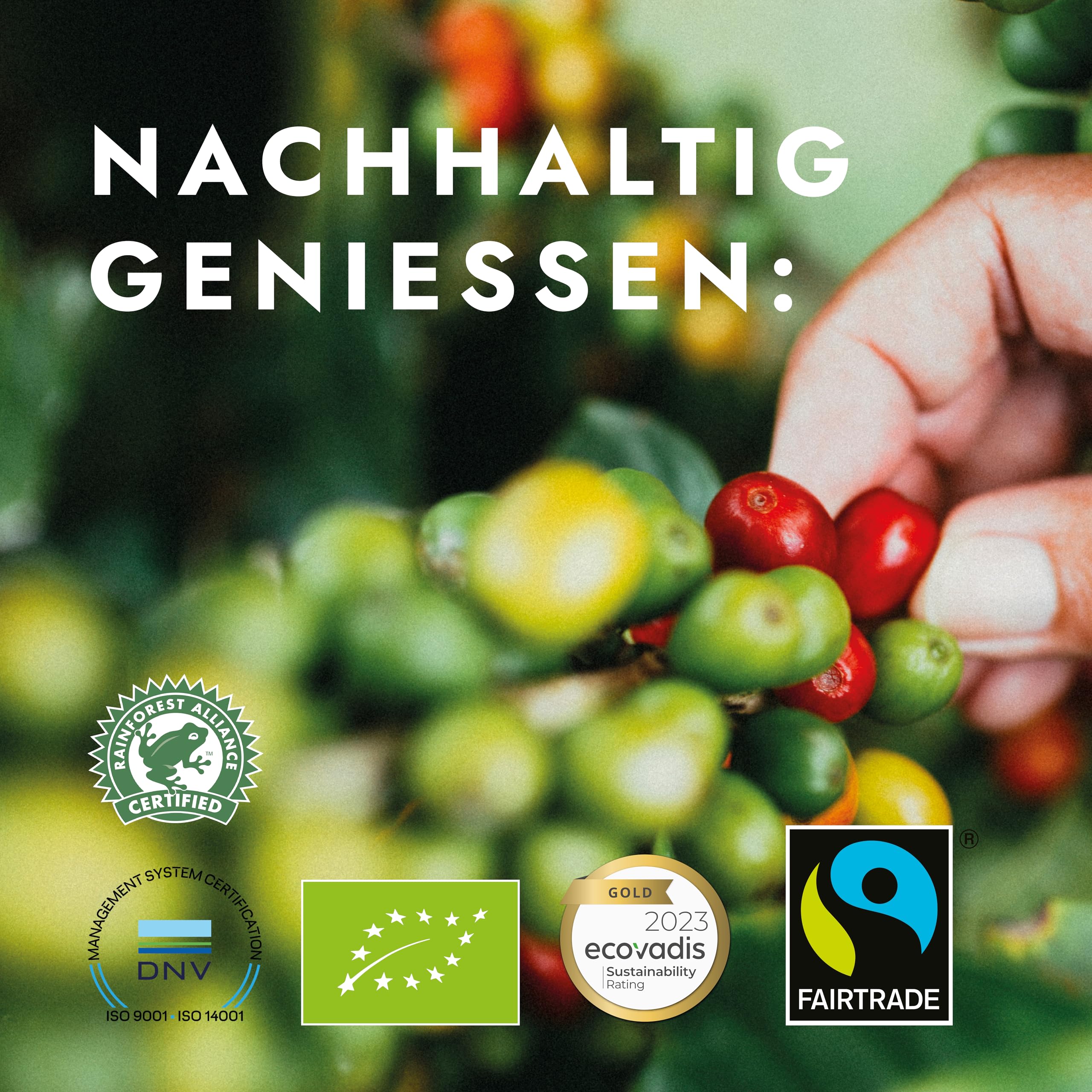 Pelican Rouge DYNAMIQUE Ganze dunkel geröstete Kaffeebohnen | 75 % Arabica | Rainforest Alliance-zertifiziert 6