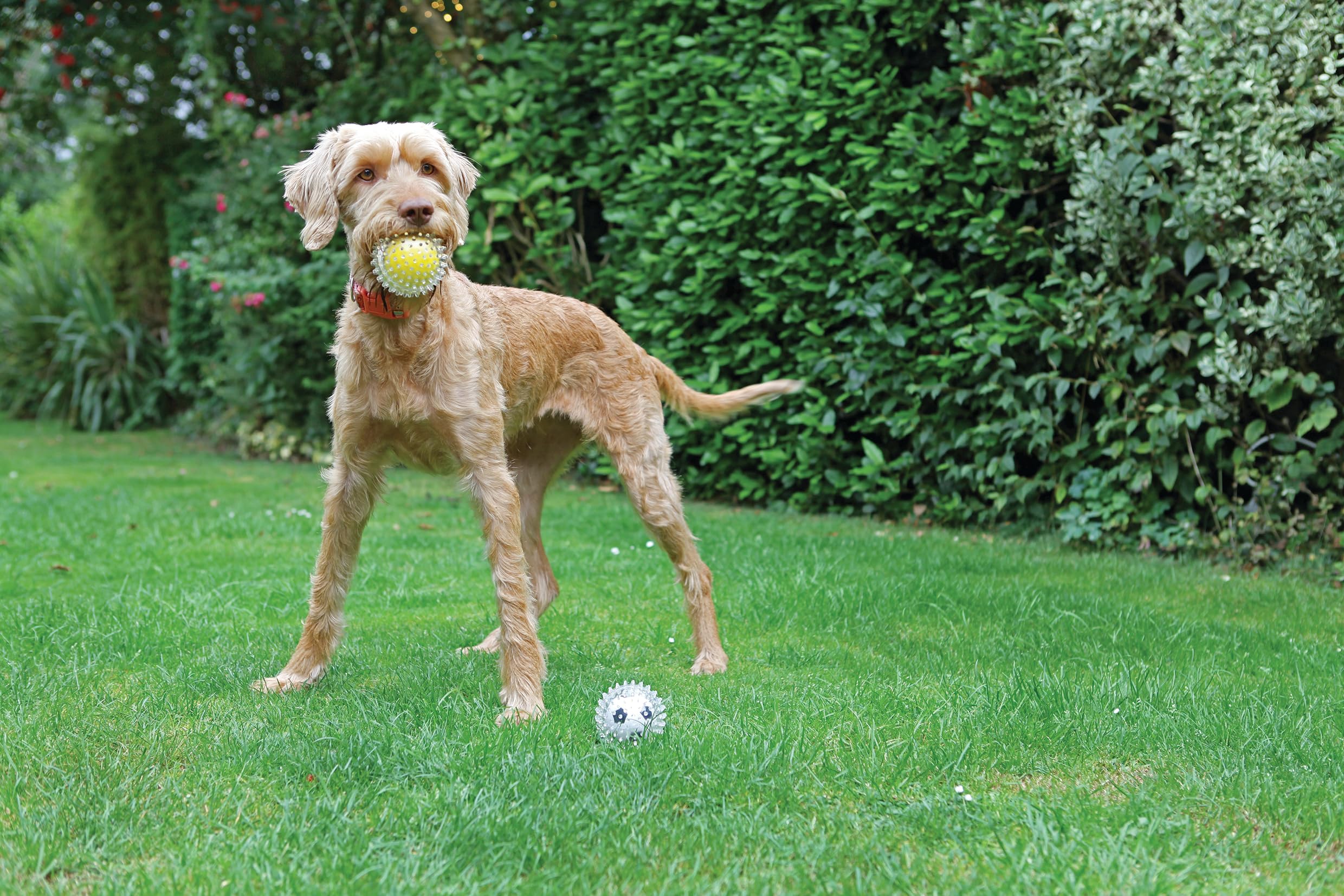 Rosewood Jolly Doggy Catch and Play Tennis Ball - High Bounce Fetch Toy | Yellow/Clear | One Size 4