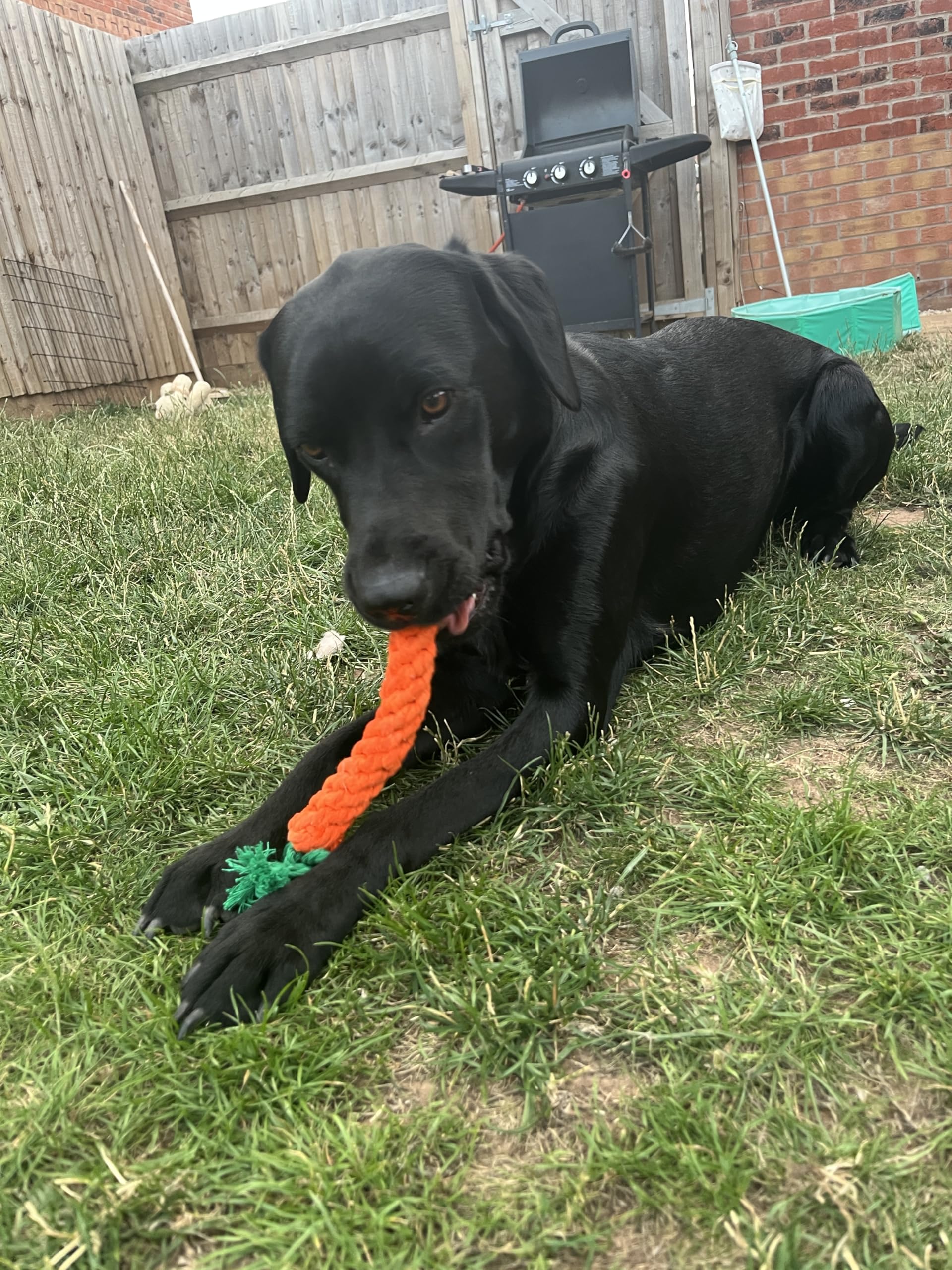 Zappi Co 2 Pack Carrot Dog Rope Chew Toys (22cm) - Dental Cleaning & Boredom Buster 3