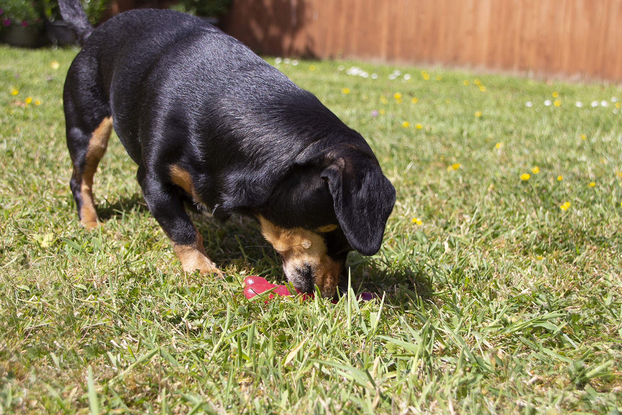 Rosewood BioSafe Puppy Bone - Antimicrobial Chew Toy for Teething Puppies | Pink | Mint Scented 4